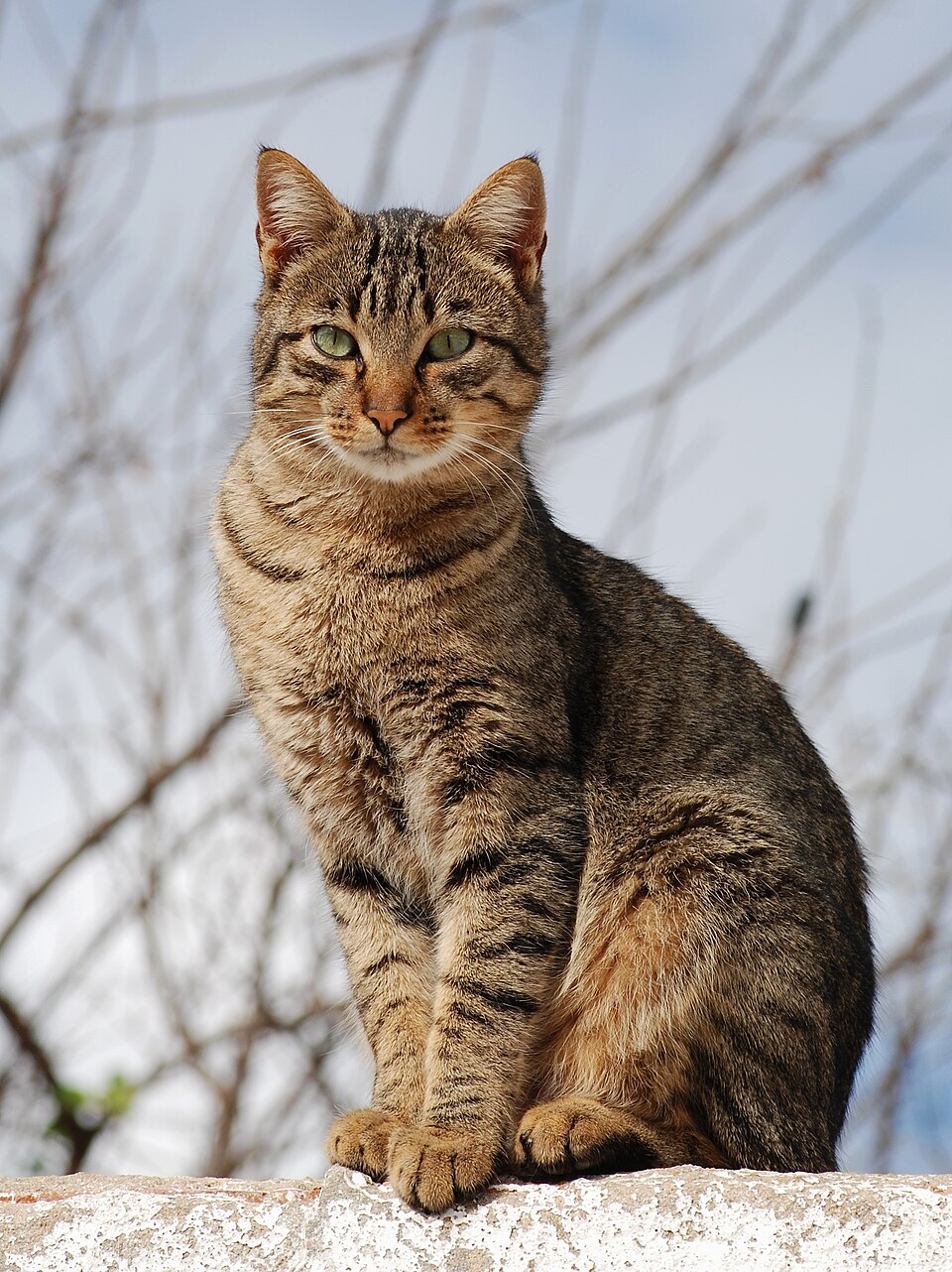 Tabby portrait reconstructed from token pixels